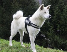 宠物秋田犬挑食怎么办