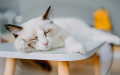 布偶猫一旦有这些表现说明它很“孤独”