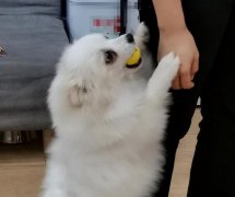 博美犬毛发粗糙很影响美观怎么办