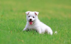 狗狗吃青草是怎么回事