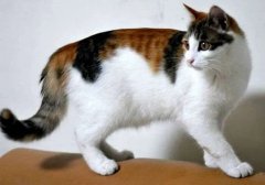 猫除了猫粮还能吃什么？
