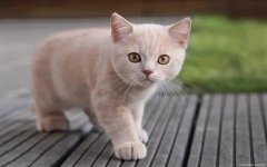 换季提防猫咪感冒