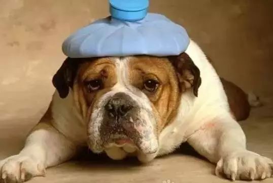 宠物狗狗传染病和感冒是最难分辨