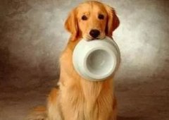 狗狗最爱的六种食物，快来了解一下
